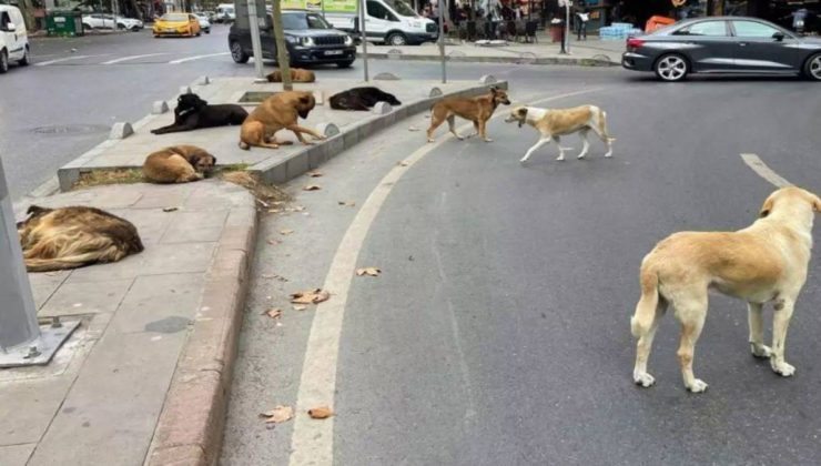 Sahipsiz hayvanlara yönelik düzenleme TBMM’de kabul edilerek yasalaştı